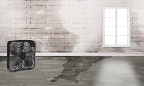 Best Water damage cleanup near me  in Fairwood, WA